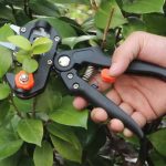 CepiStar, strumento di innesto e potatura